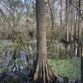 Kirby Storter Roadside Park - Parks Near Me - Ochopee, Florida