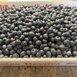 Blueberries!! Blueberries!!