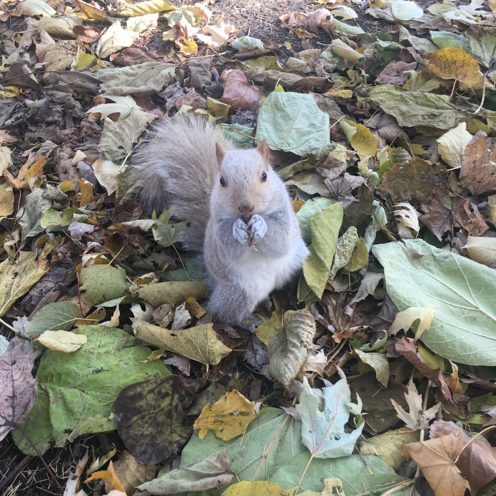 Parc la Fontaine - Sort of a beige squirrel.  If I could have gotten a grey one in the pic also, the difference is noticeable. - Parks Near Me - Montreal, Quebec
