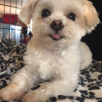 Poodie's Pet Palace - Dizzy loves her new look! - Pet Groomers Near Me - Renton, Washington