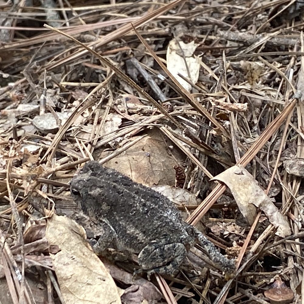 DAINGERFIELD STATE PARK - Frog - Parks Near Me - Daingerfield, Texas