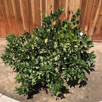 White Forest Nursery - Orange tree planted one year ago loaded with oranges. - Nurseries & Gardening Near Me - Bakersfield, California