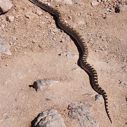 Wilds of Arizona  - Here is an example of a gopher snake seen on the trails in Bulldog Canyon.