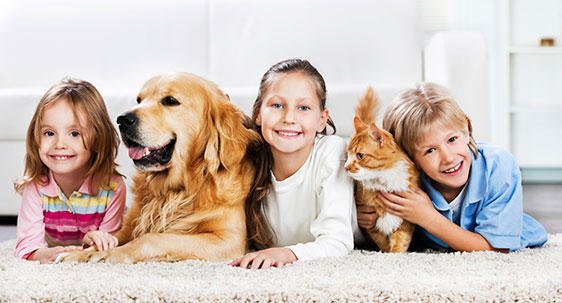 Brothers Carpet Cleaning