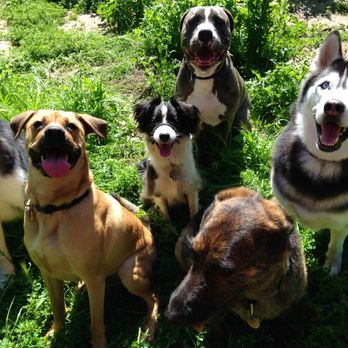 The Pet Agency - Training clients. - Pet Training Near Me - Carmichael, California The Pet Agency - Training clients. - Pet Training Near Me - Carmichael, California