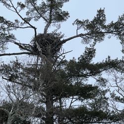 Wildwood Resort - Eagles nest