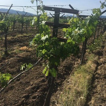 Frog's Leap Winery - Wineries Near Me - Rutherford, California
