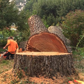 Yard Transformations - Giant elm tree - Tree Services Near Me Yard Transformations - Giant elm tree - Tree Services Near Me