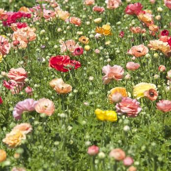 The Flower Fields - Venues & Event Spaces Near Me - Carlsbad, California The Flower Fields - Venues & Event Spaces Near Me - Carlsbad, California