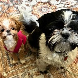 Doggone Salon - Shih tsu's