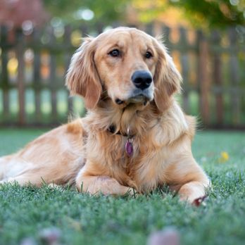 Karma Dog Training - Dog Walkers Near Me - Austin, Texas Karma Dog Training - Dog Walkers Near Me - Austin, Texas