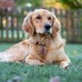 Photo of Karma Dog Training