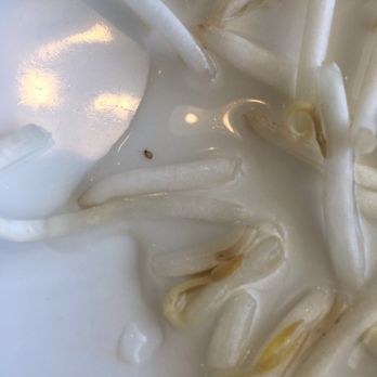 Pho Spot - Baby cockroach I pulled out of my pho. Really disturbed me. - Vietnamese Near Me - San Jose, California Pho Spot - Baby cockroach I pulled out of my pho. Really disturbed me. - Vietnamese Near Me - San Jose, California