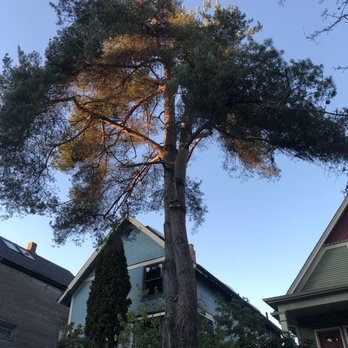 Trapp Arborist Services - Pine tree - manor pruning - Tree Services Near Me Trapp Arborist Services - Pine tree - manor pruning - Tree Services Near Me