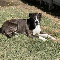 West Valley Dog Training