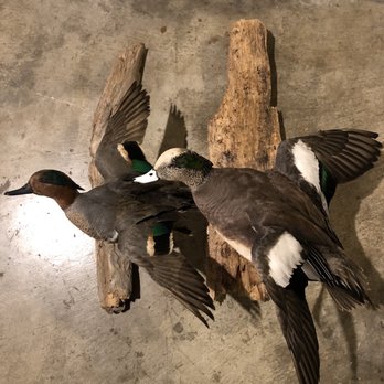 Wilderness Taxidermy - Taxidermy Near Me - Fremont, California Wilderness Taxidermy - Taxidermy Near Me - Fremont, California