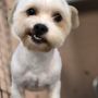 Photo of Humble Abode Pet Spa