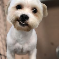 Humble Abode Pet Spa