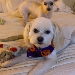 Pet Salon - Freshly groomed pups!