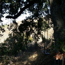 Hidden tree swing. It's on the biggest tree in the park! It's made with 4 nooses. Hidden tree swing. It's on the biggest tree in the park! It's made with 4 nooses.