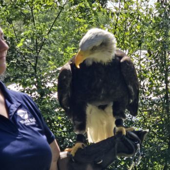Illinois State Fairgrounds Il State Fair - Eagle from  the raptor show in Conservation world, put on by World Bird Sanctuary. - Music Venues Near Me - Springfield, Illinois
