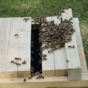 A Smart Pest Control - We got the bee's to a new home. They look happy in their new Top-Bar-Hive. - Pest Control Near Me - Denton, Texas