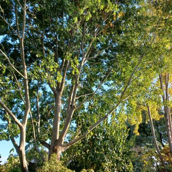 Ceballos Tree Services - Trimmed Oak and Maple tree to let more light into the yard. Oak tree was also trimmed away from the house. - Tree Services Near Me Ceballos Tree Services - Trimmed Oak and Maple tree to let more light into the yard. Oak tree was also trimmed away from the house. - Tree Services Near Me
