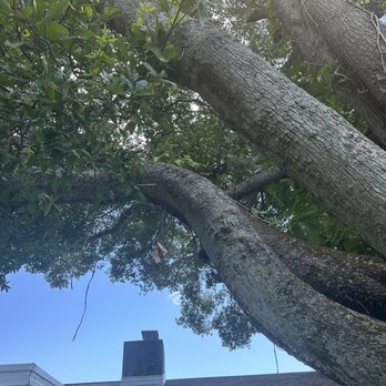 Essential Tree Service  - Some branches - Tree Services Near Me - Largo, Florida