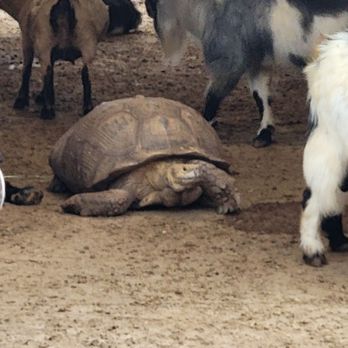 7 Acre Wood - Goats tortoise - Parks Near Me - Conroe, Texas