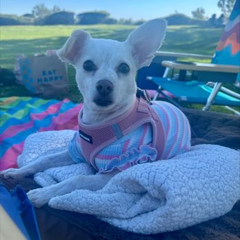 Lantern Bay Park - Piper chilling in the park! - Parks Near Me - Dana Point, California