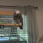 Photo of Northeast Tennessee Avian Rescue and Rehabilitation