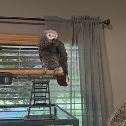 Northeast Tennessee Avian Rescue and Rehabilitation