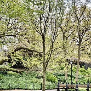 Wisteria Pergola - Looking up at the Wisteria Pergola behind the trees.  05/12/21 - Parks Near Me - New York, New York