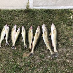 Shriver's Bait