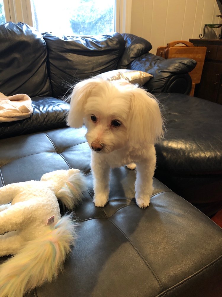 THE HOUND DOG Updated August 2024 13 Photos 2841 Breton St SE