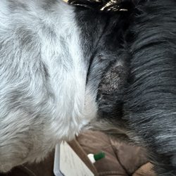 Amy's Pet Palace and Dog & Cat Grooming - Dog