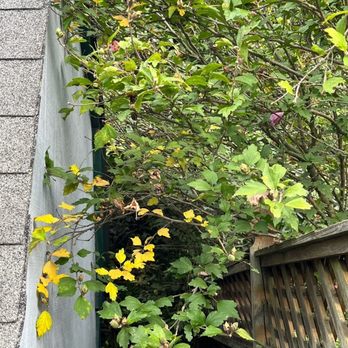 Maksanty Tree LLC - Tree Services Near Me Maksanty Tree LLC - Tree Services Near Me