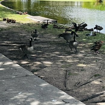 Lafreniere Park - Parks Near Me - Metairie, Louisiana Lafreniere Park - Parks Near Me - Metairie, Louisiana