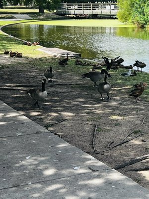 Lafreniere Park by null