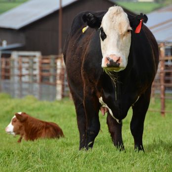 Rossotti Ranch - Specialty Food Near Me - Petaluma, California Rossotti Ranch - Specialty Food Near Me - Petaluma, California