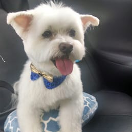 Here's another pic highlighting his new style from an angle and better lighting.  Parker is once again a happy client!
