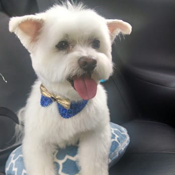 Pawparazzi Pet Salon - Here's another pic highlighting his new style from an angle and better lighting.  Parker is once again a happy client! - Pet Groomers Near Me - Hoffman Estates, Illinois