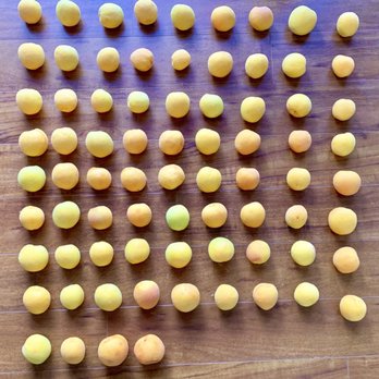 Pomeroy Farm - Here's what 11 pounds of apricot look like! - Fruits & Veggies Near Me - Brentwood, California Pomeroy Farm - Here's what 11 pounds of apricot look like! - Fruits & Veggies Near Me - Brentwood, California