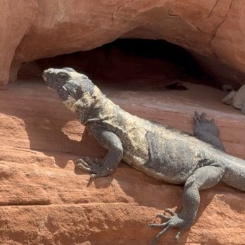 Valley of Fire State Park - Iguana - Parks Near Me - Overton, Nevada