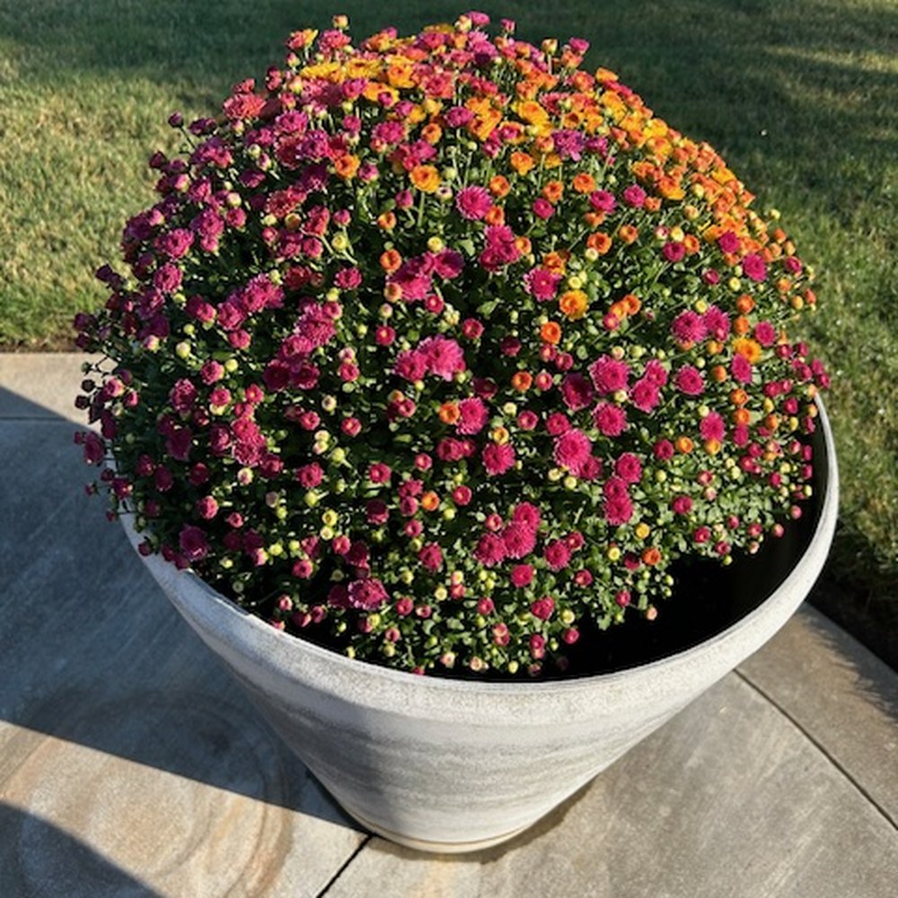 A New Leaf - Community Service/Non-Profit Near Me - Broken Arrow, Oklahoma