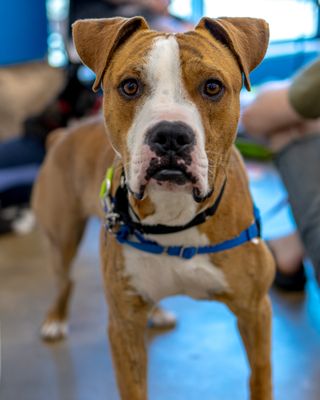 One Tail at a Time - PDX by null