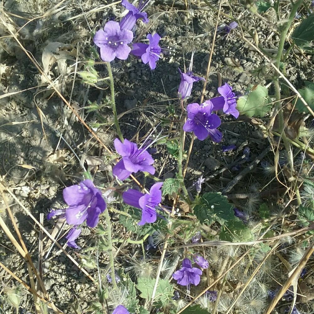 Angeles National Forest - Spring wildflowers - Parks Near Me - Arcadia, California