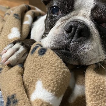 AV Veterinary Center - This was the last few minutes with her. The right side of her face is swollen. I didn't want to see it in the picture. - Veterinarians Near Me - Lancaster, California