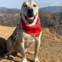 Healthy Hounds Hiking - My happy dog!