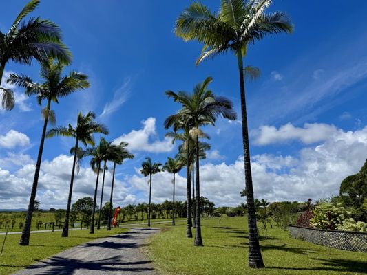 Lavaloha Chocolate - Farm Tours by null